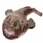Monkfish-goosefish.jpg