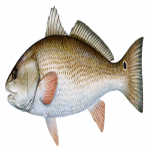 Red-Drum.png