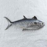 Spanish-mackerel.jpg