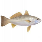 Weakfish.png