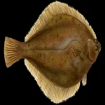 yellowtail-flounder.webp