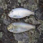 Anadromous-river-herring-1-scaled.jpg