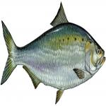 american-shad.jpg