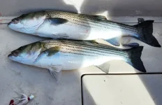 52325slotbass.webp