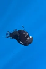 From the Depths: Global Fishing Phenomena of 2025