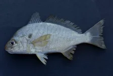 Spot_(_Leiostomus_xanthurus_).webp