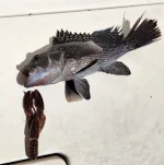8825seabasslobster.webp