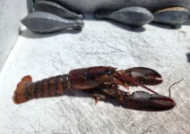 8825lobsterboard.webp