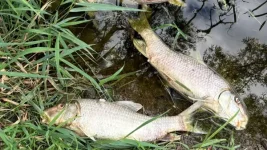fish-kill-in-Ischua-Creek.webp