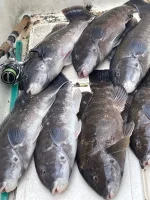 2025 Blackfish Pile.webp