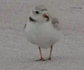 1786127523999.webp