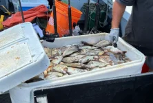 2026 porgies.webp