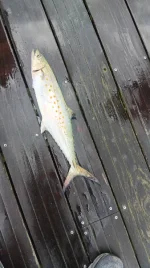 20260818_090204.webp