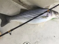 2019 jigged schoolie.webp