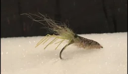 Shrimp_WMHS.webp