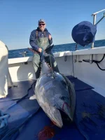 Blue fin in NC.webp
