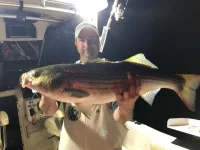 Bass June 1st 2020.webp