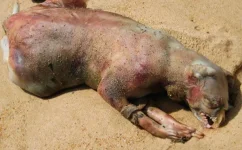 montauk monster.jpg montauk monster.jpg