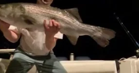 tail2.webp