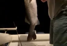 tail3.webp