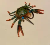 Green_Crab_20200723 (2).webp