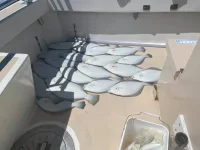 118235660_1548437132028343_6338825263881390306_n.jpg 118235660_1548437132028343_6338825263881390306_n.jpg