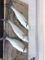 2020 limit Oct6.webp