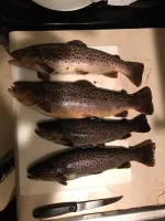 Fresh trout for dinner tonight.webp