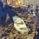 LNB Big Oyster 3.26.2019.webp