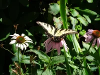 DSC00222.webp
