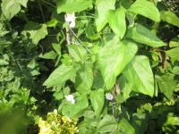 IMG_3225[1].webp