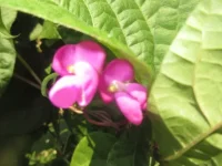 IMG_3226[1].webp