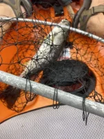 1st 2021 weak on snapper.webp