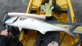 bluefish .webp