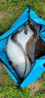 fish bag full of our catch.webp