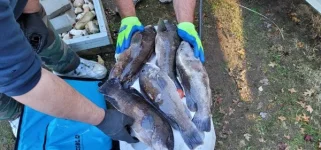 Cleaning the fish.webp