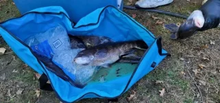 fish bag and tog.webp