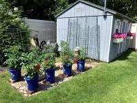 tomato 1.webp