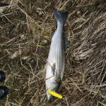 thumbnail_20230402_232811.webp