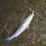 thumbnail_20230327_014124.webp