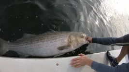 SB 50lb 6.webp