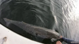 SB 50lb 7.webp