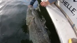 SB 50lb 8.webp