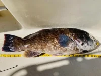 26 Blackfish.webp