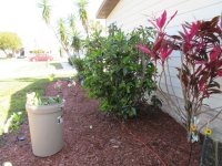IMG_8950[1].JPG