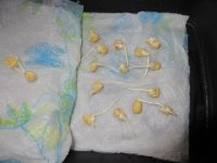 IMG_9132[1].JPG