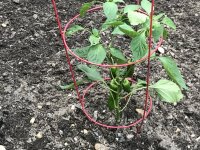 IMG_1398.jpeg
