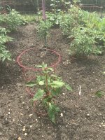IMG_1412.jpeg