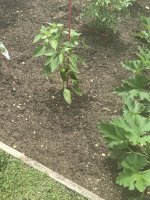 IMG_1411.jpeg