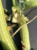 IMG_7026.jpeg